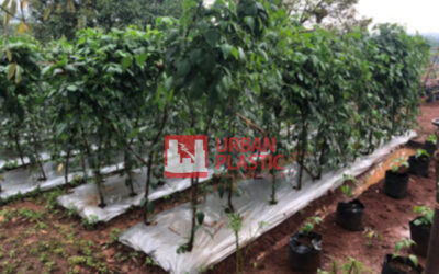 Jenis Plastik Mulsa Yang Sering Digunakan Oleh Petani, Jual Plastik Mulsa Merek Urban Plastic
