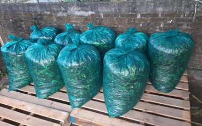 Jual Trash Bag untuk Fermentasi Pakan Ternak dan Manfaatnya