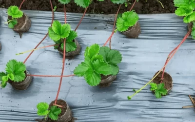 Apa Kelebihan Mulsa Plastik Hitam Perak dan Kenapa Petani Banyak Memakainya