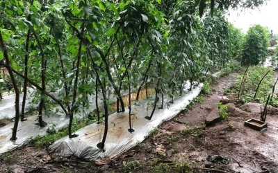 Mengenal Apa Nama Plastik untuk Menanam Cabai? Cek Panduan Memilih Jenis yang Tepat Agar Hasil Terbaik