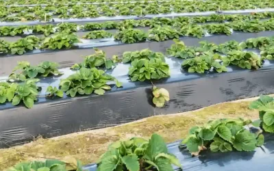 Jenis Plastik yang Digunakan Untuk Menanam Cabai, Inilah Caranya